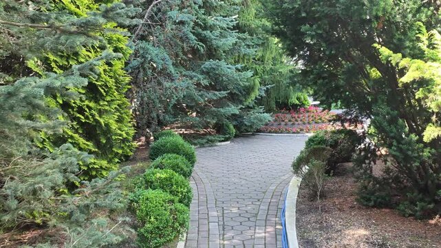 Slightly elevated view of curved paved walkway through dense evergreen garden, with clipped shrubs, mulch edges, blue hose, and small pink flowers creating serene residential landscape