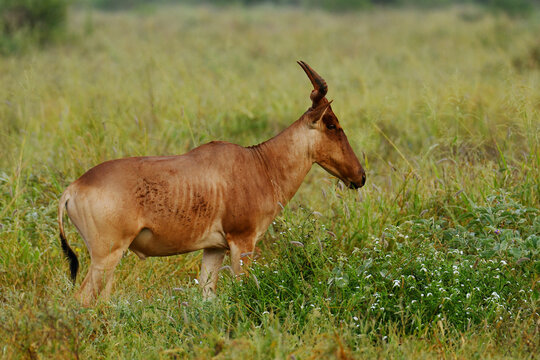 Lateral view of a Coke&rsquo;s hartebeest (Alcelaphus buselaphus cokii) foraging in the savannah of Tsavo East National Park, Kenya in the morning.