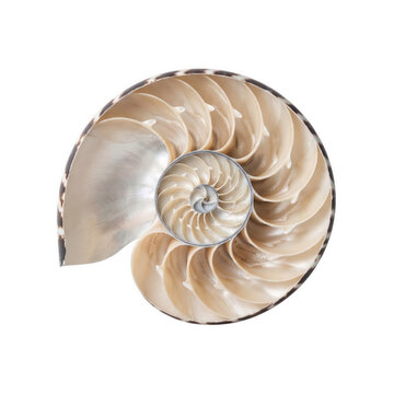 Cross section of a nautilus shell with spiral chambers