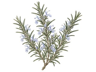 Fototapeta premium rosemary on white background