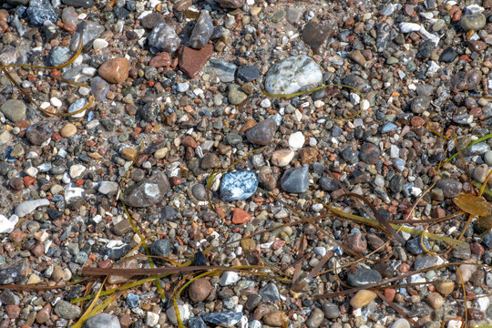 Wet pebbles on the sea beach with dried seagrass and algae deposits