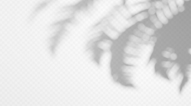 Abstract blurred palm tree branch shadow overlay isolated on white background. Soft tropical frond silhouette with diffused light effect.