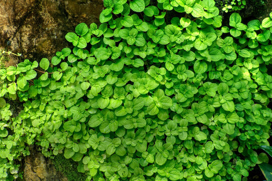 Creeping Charlie on a tree trunk.