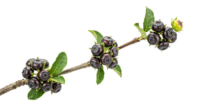 Fresh ripe aronia berries hanging on a woody branch with vibrant green leaves showcasing natural organic textures and healthy harvest details isolated on transparent background