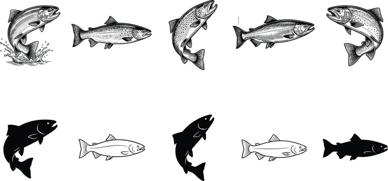 Vintage retro style salmon and trout fish vector collection including detailed hand drawn sketches and black solid silhouettes isolated on white backdrop.
