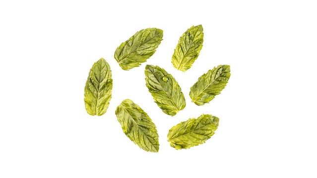 Several vibrant fresh green mint leaves arranged in a circular pattern for culinary decoration showing detailed texture and bright natural colors isolated on transparent background