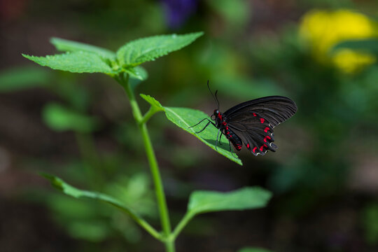Pink Spotted Cattleheart butterfly resting on leaf
