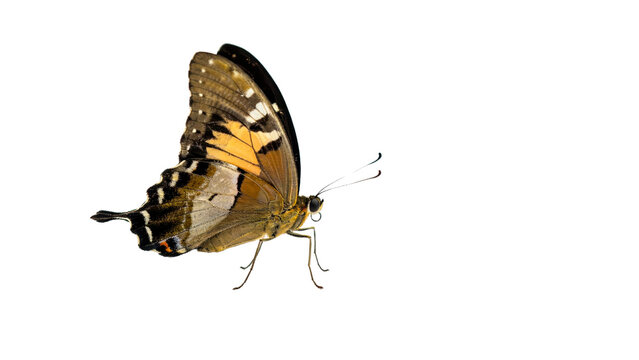 A detailed side profile view of a majestic brown and orange butterfly with intricate wing patterns captured in sharp high resolution focus on transparent background