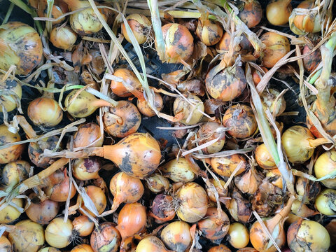 Freshly harvested yellow onions with dried leaves in a black plastic crate, top view of homegrown onion bulbs after harvest.
