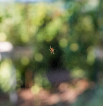 European Garden Spider in Center of Orb Web with Green Bokeh Background