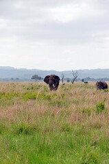 Mikumi Nationalpark © Jutta Adam