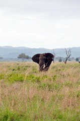 Mikumi Nationalpark © Jutta Adam