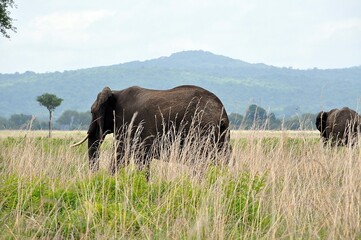 Mikumi Nationalpark © Jutta Adam