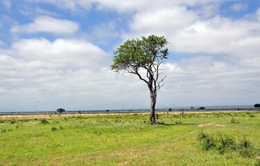 Mikumi Nationalpark © Jutta Adam