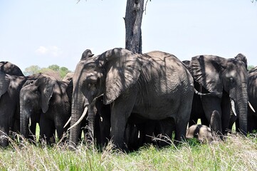 Mikumi Nationalpark © Jutta Adam