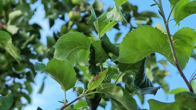 Green apples hanging among dense orchard foliage against bright blue sky, viewed upward from below with fresh natural light, layered leaves, seasonal harvest color, and calm farm setting