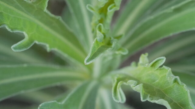 Macro shot of soft green fuzzy leaves with wavy edges showing detailed botanical plant texture