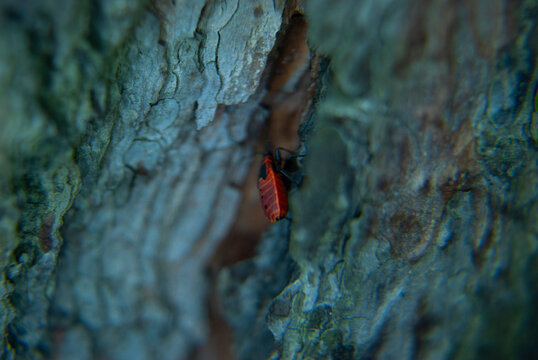 pyrrhocoris apterus beetle crawls on the bark of a tree