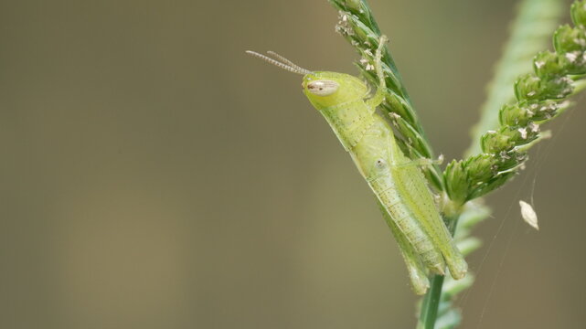 Macro Shot of a Small Green Grasshopper Perched on a Wild Grass Stalk with Blurred Background