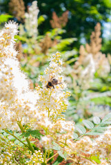 bumblebee collects nectar on a flower   © Natasha