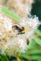 bumblebee collects nectar on a flower   © Natasha