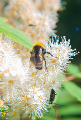 bumblebee collects nectar on a flower   © Natasha