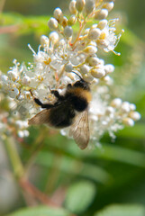 bumblebee collects nectar on a flower   © Natasha