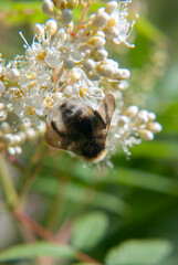 bumblebee collects nectar on a flower   © Natasha