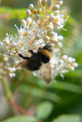 bumblebee collects nectar on a flower   © Natasha