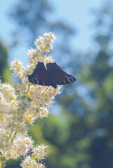 butterfly on a flower collects nectar   © Natasha