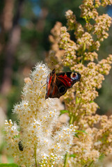 butterfly on a flower collects nectar   © Natasha