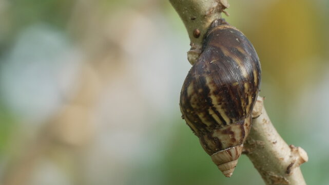 Macro Close Up of a Land Snail Shell Attached to a Tree Branch with Soft Bokeh Nature Background