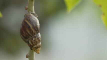 Giant African land snail (Lissachatina fulica) climbing on a thin green plant branch in the garden © Silmiart