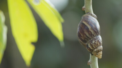 Giant African Land Snail Shell Resting on a Plant Branch with Blurred Green Leaf Background © Silmiart