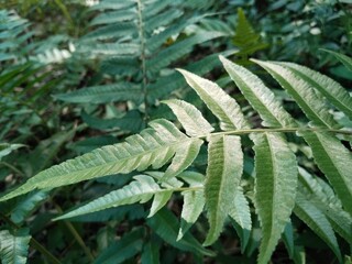 Diplazium esculentum or fern is a fern plant with green leaves. © Elnas
