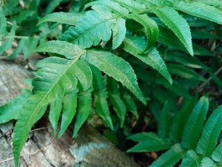 Diplazium esculentum or fern is a fern plant with green leaves. © Elnas