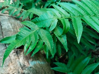 Diplazium esculentum or fern is a fern plant with green leaves. © Elnas