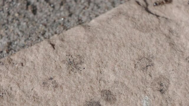 Ants marching on granite patio tiles follow a narrow trail, passing in alternating directions and repeating a regular movement pattern in bright outdoor light.