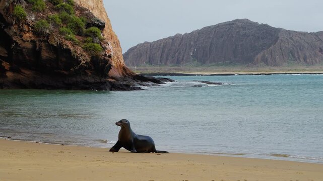 A sea lion waddles out of the waters of The Galapagos (4K).