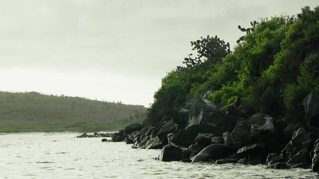 A sea lion slips into the cold waters off a rocky Galapagos shore (4K).