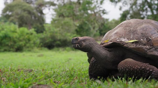 A giant tortoise eating grass in The Galapagos (4K).