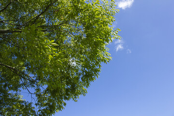 Fototapeta premium It is a blue sky and the branches of a zelkova tree.