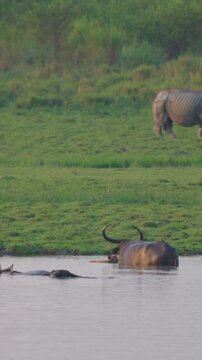 Authentic wildlife scene featuring water buffalo bathing in a river while a rare onehorned rhinoceros grazes in the background at Kaziranga National Park, India.