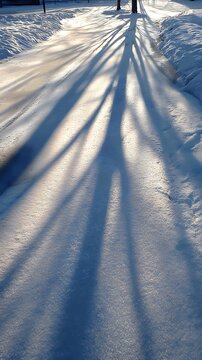 Tree shadows stretch across a shimmering snowy road in golden light