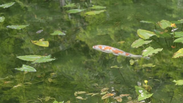 Tracking beautiful colorful Koi Fish swimming through water lilies in clear pond