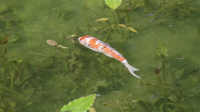 Lone beautiful Koi fish swimming through Monet's Pond in Japan