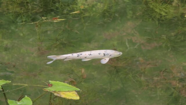 Koi Goldfish swimming in pond in Japan's Monet Pond
