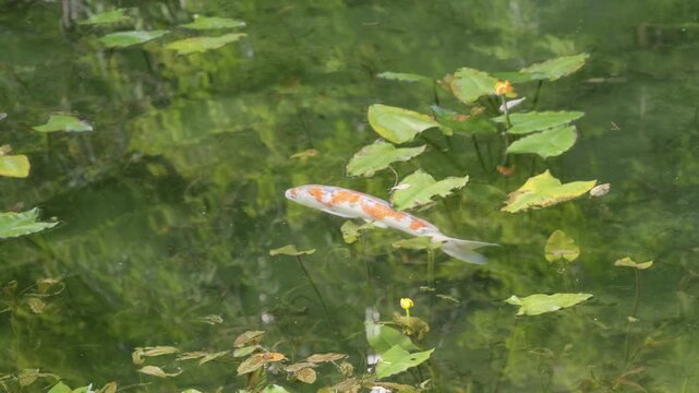 Japanese Koi fish swimming in lush summer pond with water lilies