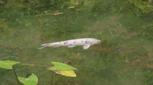 Beautiful white Koi fish swimming in pond, slow motion shot