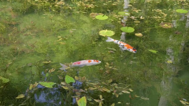 Slow pan across beautiful colorful Koi fish swimming in crystal clear pond